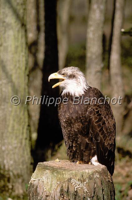 haliaeetus leucocephalus.JPG - Pygargue à tête blancheHaliaeetus leucocephalusBald eagleAccipitridésCanada